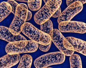 Mitochondrien helfen, aus Nährstoffen Energie zu gewinnen. Foto: iStock.com / wir0man